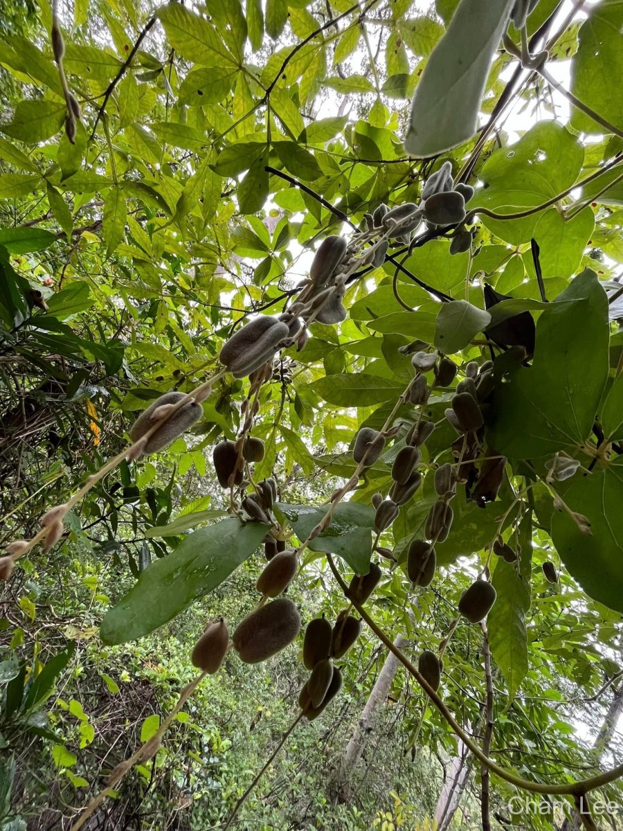 Dioscorea tomentosa J.Koenig ex Spreng.